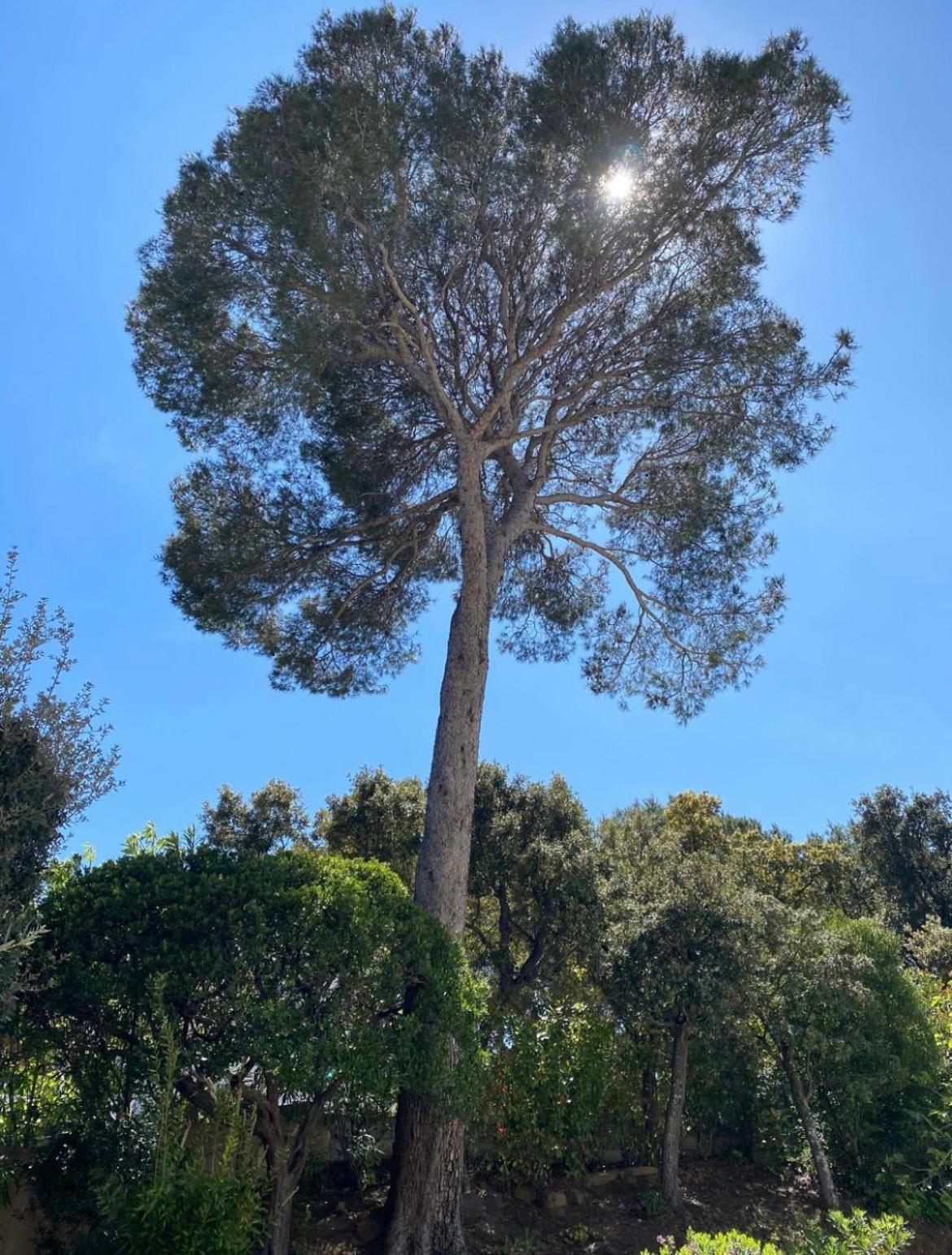 Belle Villa Dans Clos Prive - Saint Raphael Boulouris Kültér fotó